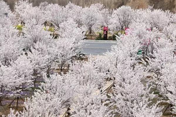 叛军岭 推荐产品