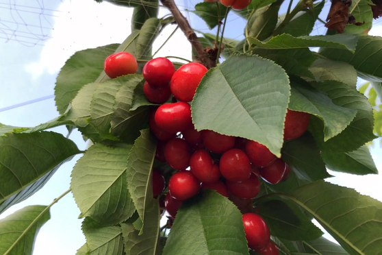 偷窃法则 推荐产品