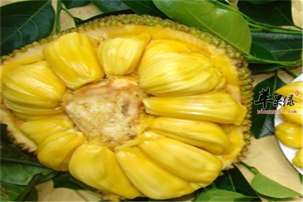 侠盗之歌 相关产品