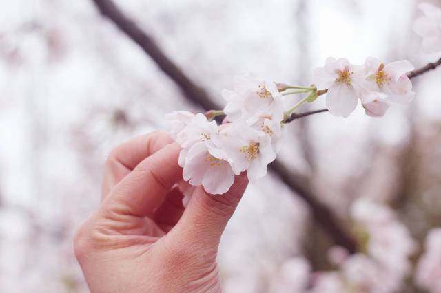 唐·皮约特 产品图片