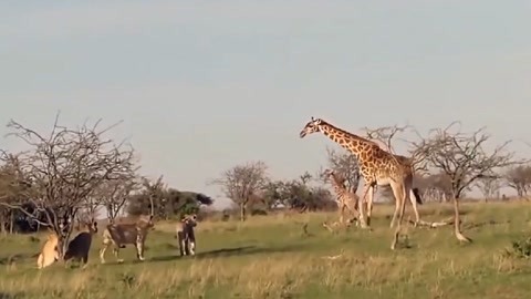 保镖2011 相关产品