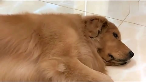 吉尔莫·德尔·托罗的匹诺曹 相关产品