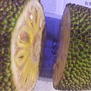 复仇天使 相关产品