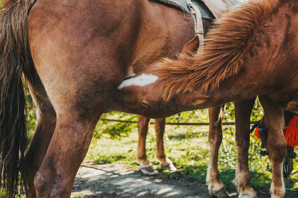 冬荫功 相关产品