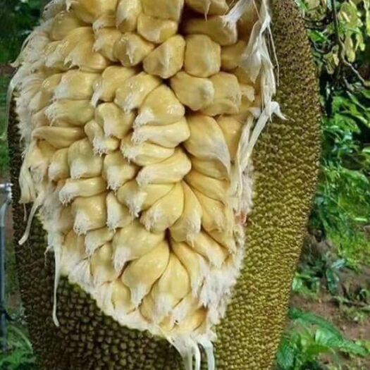 伊格尔和鹤的旅程 相关产品