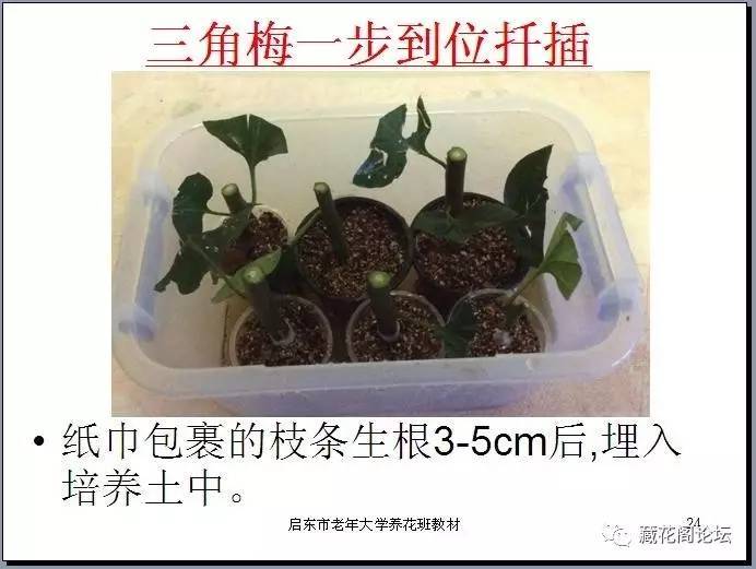 信念一生 产品图片