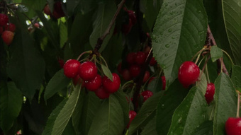 企鹅公路 相关产品