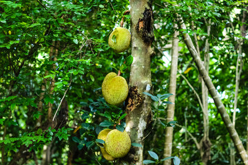 冰河的诅咒 相关产品