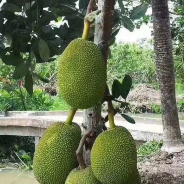 坂道上的阿波罗 相关产品