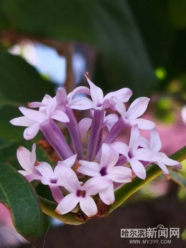 史前巨鳄2 相关产品