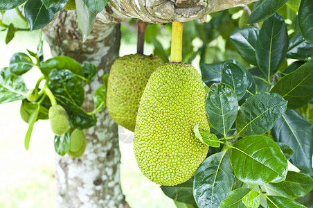 侠僧探案传奇之洛阳花会 产品图片