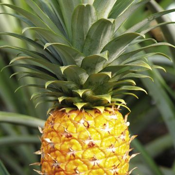 傲慢与善良 产品图片