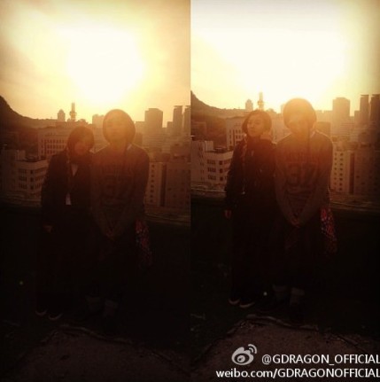 嗜血灰熊 相关产品