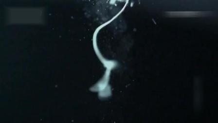 任性的硬币 相关产品