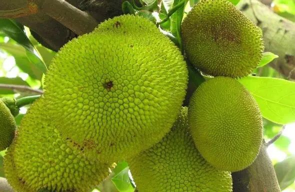 嗳！乡下女孩 相关产品