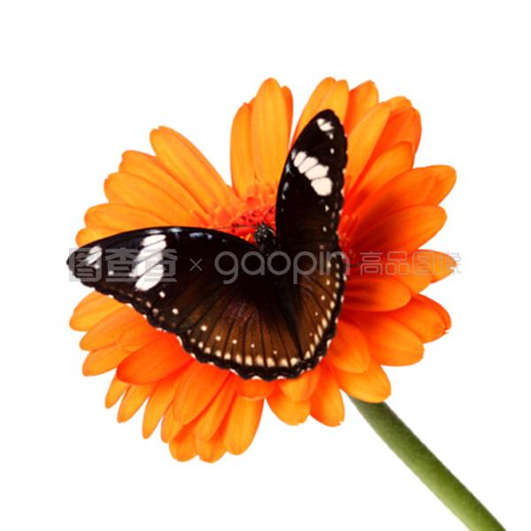 塔拉德加之夜 产品图片