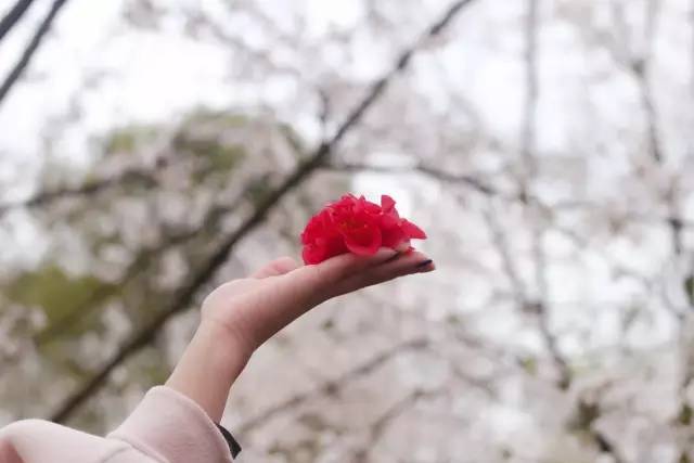 你好弗里达 产品图片