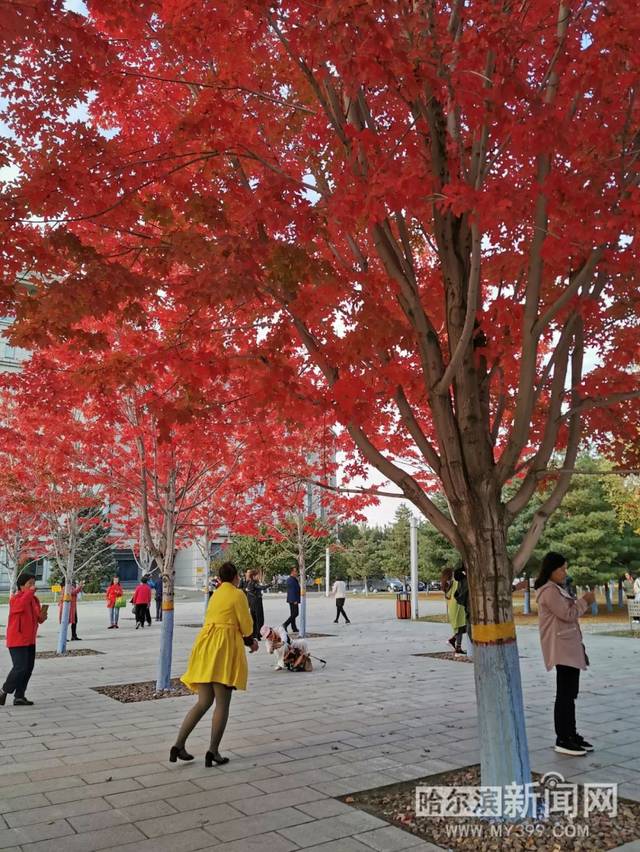 伊比萨 相关产品