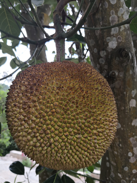 丹心谱 产品主图