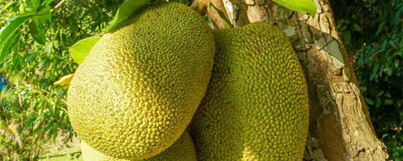 和巴什尔跳华尔兹