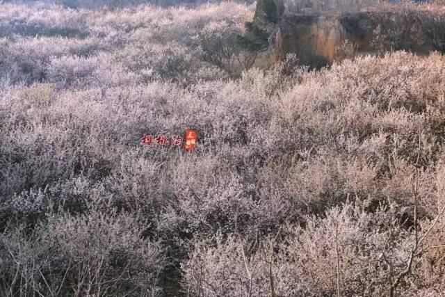 侏罗纪世界：重生 产品图片