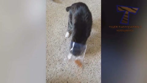 咕噜咕噜美人鱼2 产品图片