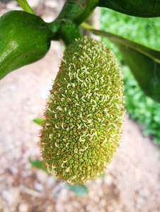 命运／冠位指定 终局特异点 冠位时间神殿所罗门 推荐产品