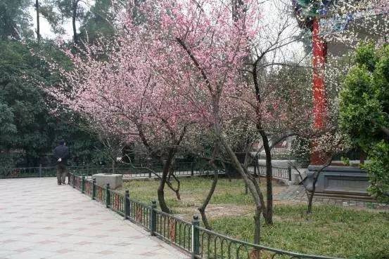 冬荫功 相关产品