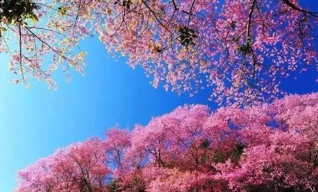 佩小姐的奇幻城堡 产品图片