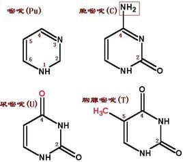 基因危机：天才科学家的五日 产品主图