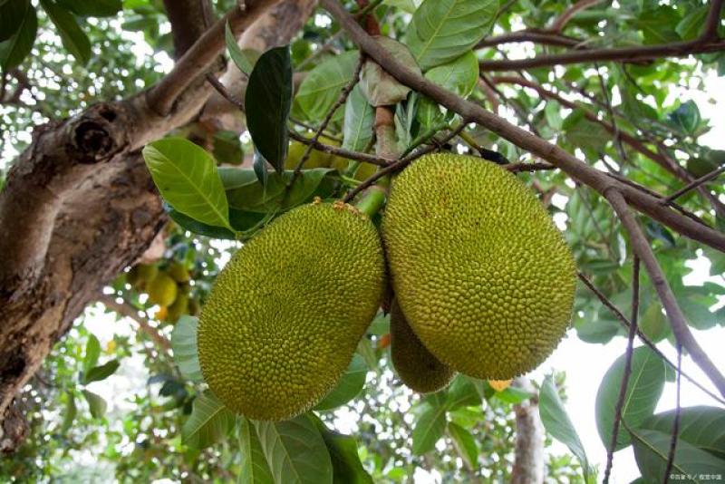 伊尼舍林的报丧女妖 相关产品